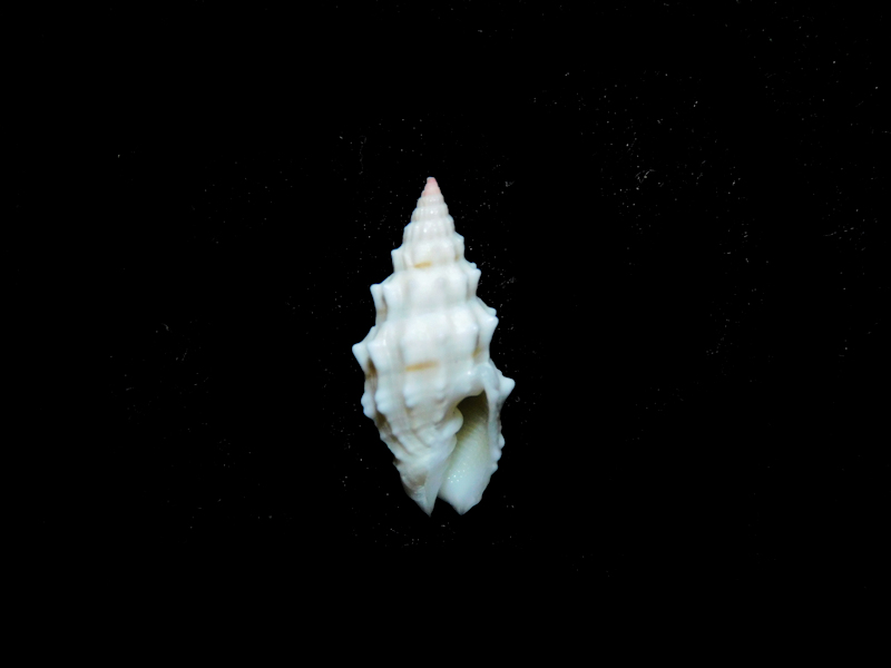 Vexillum cadaverosum 18.18mm."Tahiti" #17397 - Click Image to Close