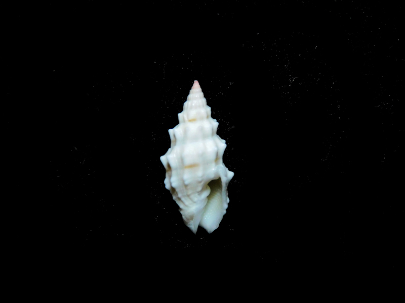 Vexillum cadaverosum 18.18mm."Tahiti" #17397