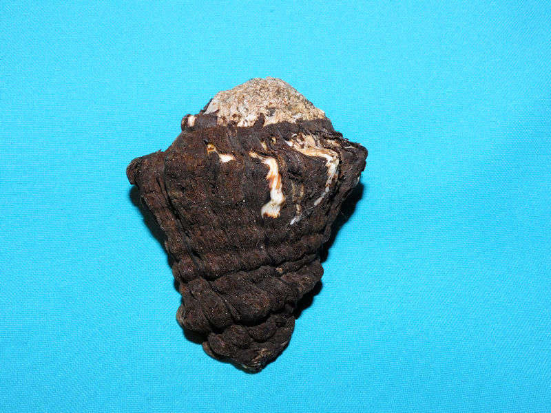 Vasum caestus 3 5/8” or 90.98mm. "Mazatlan" #700555 Vasum caestus 3 5/8” or 90.98mm. "Mazatlan" #700555