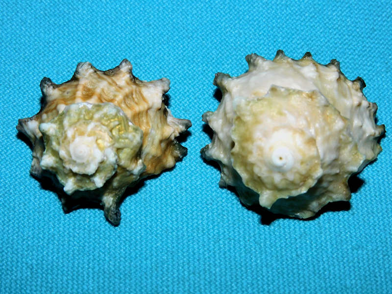 Astralium calcar (2) 1 ¼” & 1 1/8”-Philippines Lot#16817 Astralium calcar (2) 1 ¼” & 1 1/8”-Philippines Lot#16817