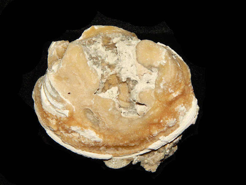 Mercenaria sp. 4 1/8”-W Calcite Crystals Golden Gate Lot#15986 Mercenaria sp. 4 1/8”-W Calcite Crystals Golden Gate Lot#15986