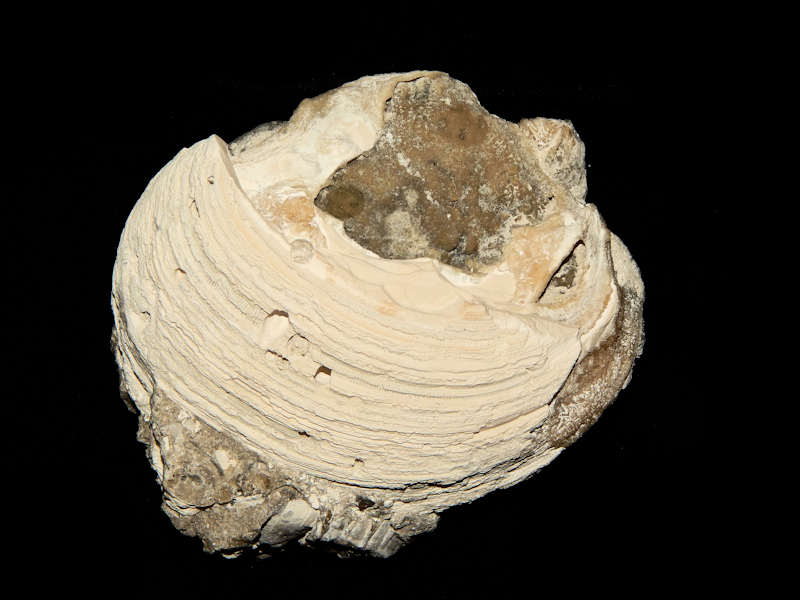 Mercenaria sp. 4 1/8”-W Calcite Crystals Golden Gate Lot#15986 - Click Image to Close