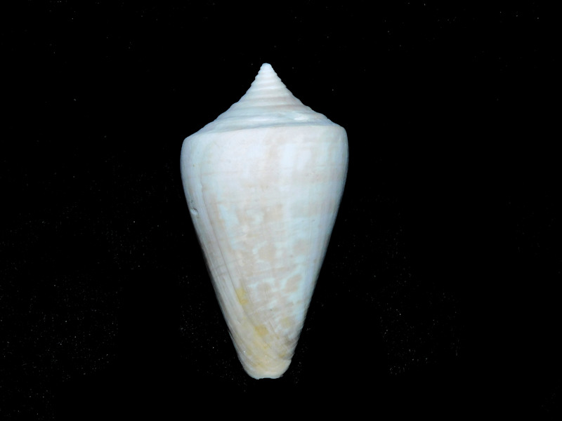 Calusaconus manueli 2 1/8” or 52.69mm. "Golden Gate Rare"#17522 Calusaconus manueli 2 1/8” or 52.69mm. "Golden Gate Rare"#17522