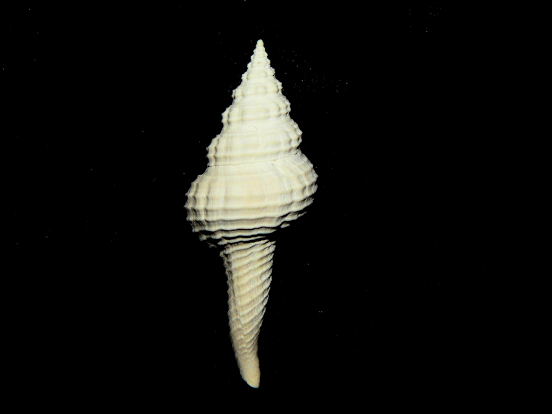 Heilprinia caloosaensis 2 5/8” -Superb Fossil-Lot#16551 Heilprinia caloosaensis 2 5/8” -Superb Fossil-Lot#16551