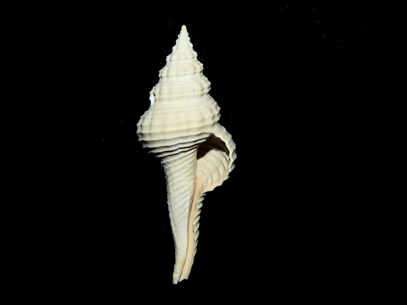 Heilprinia caloosaensis 2 5/8” -Superb Fossil-Lot#16551 - Click Image to Close