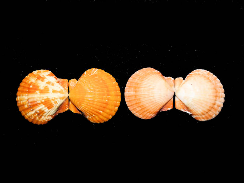 Argopecten gibbus (2) 44.70mm & 36.73mm."Orange/Peach #17218