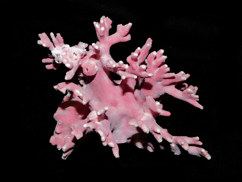 Sylaster californicus 6” wide by x 4”Tall. "Pink" #700474