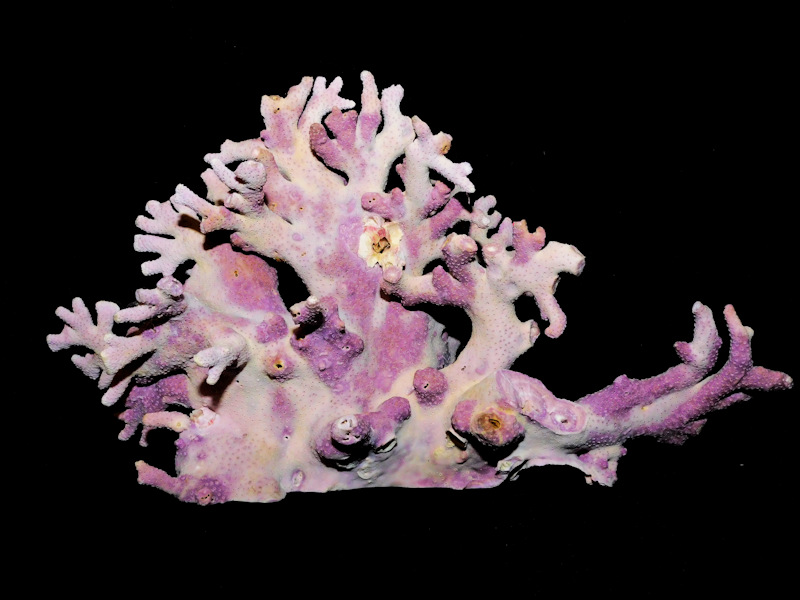 Consignment Decorative Corals Worldwide