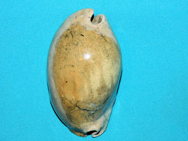 Akleistostoma juliagardnerae 3 ¼” or 78.80mm. "Callused"#800111 Akleistostoma juliagardnerae 3 ¼” or 78.80mm. "Callused"#800111
