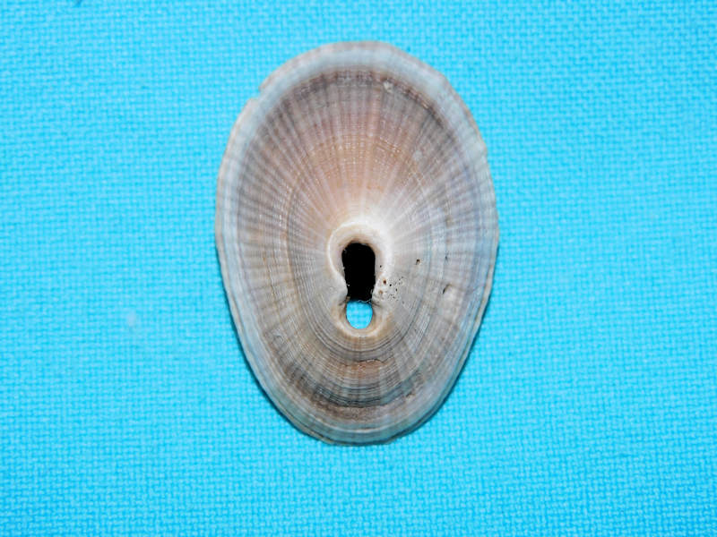 Diodora cf. caloosaensis "Golden Gate Member"#17118 Diodora cf. caloosaensis "Golden Gate Member"#17118