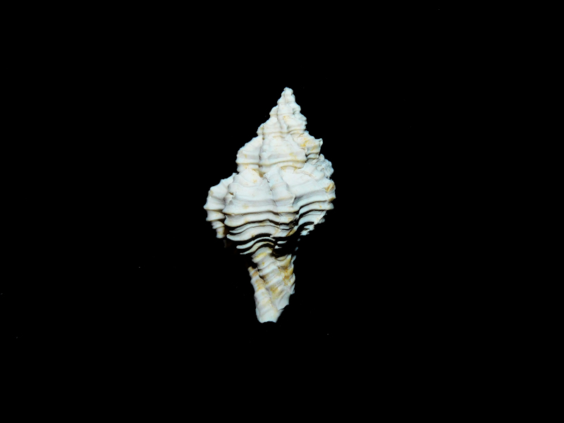 Calotrophon (Panamurex) laccopoia 23.08mm."Rare Chipola" #17210