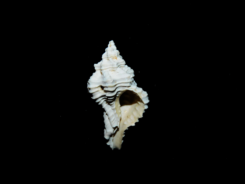 Calotrophon (Panamurex) laccopoia 23.08mm."Rare Chipola" #17210 - Click Image to Close