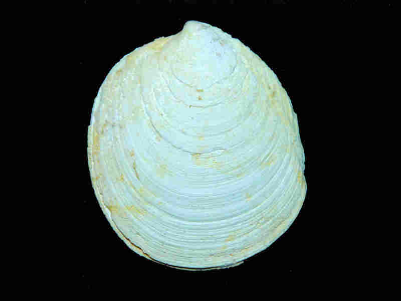 Miltha caloosaensis 2 1/4" or 55.12mm. "Brantley Pit" Lot#17939 (image for) Miltha caloosaensis 2 1/4" or 55.12mm. "Brantley Pit" Lot#17939