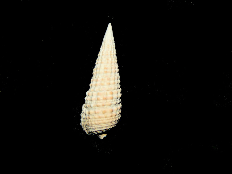 Rhinoclavis caloosaensis 1 ¼”-Pinecrest Member-Lot#16688 Rhinoclavis caloosaensis 1 ¼”-Pinecrest Member-Lot#16688