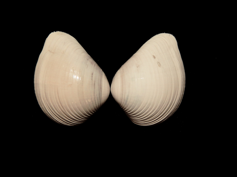 Anomalocardia caloosana 1”-Brantley Pit-Lot#16125 Anomalocardia caloosana 1”-Brantley Pit-Lot#16125