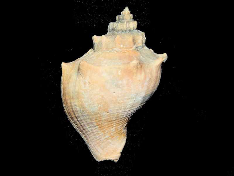 Melongenidae