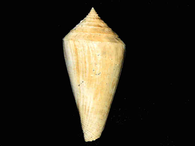 Contraconus adversarius 3 3/8” or 83.00mm."rare" Lot#17957 (image for) Contraconus adversarius 3 3/8” or 83.00mm."rare" Lot#17957