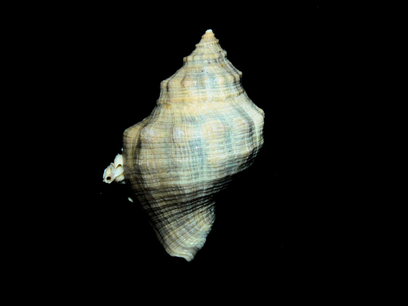 Stramonita caloosana 1 5/8” or 40.07mm. with Worm Shells#17177