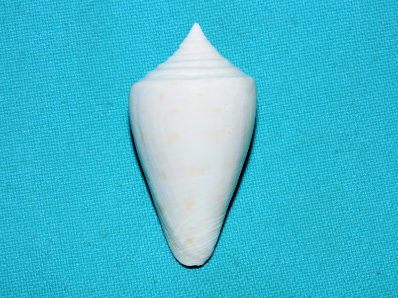 Calusaconus manueli 1.84” or 46.80mm. Golden Gate Conus #16873 Calusaconus manueli 1.84” or 46.80mm. Golden Gate Conus #16873