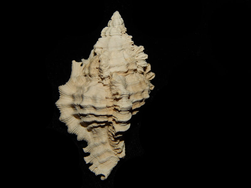 Chicoreus calusa 2 1/8”-Brantley Superb!-Lot#15251 Chicoreus calusa 2 1/8”-Brantley Superb!-Lot#15251