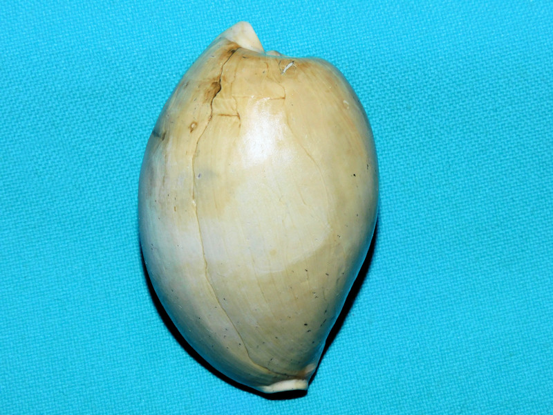 Calusacypraea globulina 2 1/2” or 62.05mm."Rare"#400053 Calusacypraea globulina 2 1/2” or 62.05mm."Rare"#400053