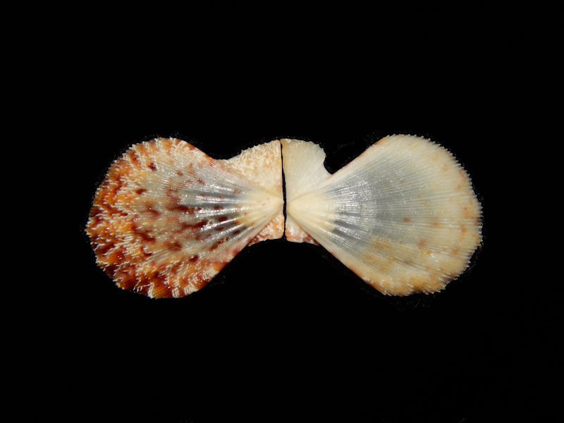 Complicachlamys wardiana 22.34mm-Cebu-Lot#12484 Complicachlamys wardiana 22.34mm-Cebu-Lot#12484