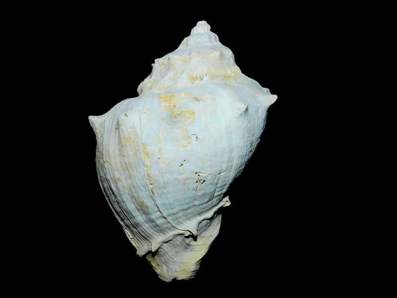 Melongena cannoni 6” or 155mm."Giant" #800077 Melongena cannoni 6” or 155mm."Giant" #800077