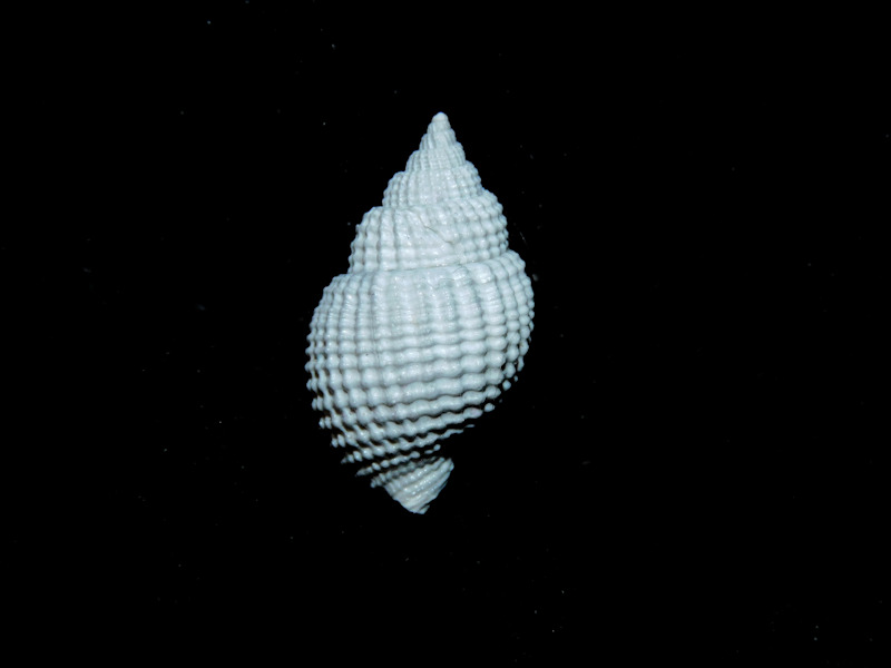 Cancellaria cannoni 1 1/8” or 26.21mm. Uncommon"#17105 Cancellaria cannoni 1 1/8” or 26.21mm. Uncommon"#17105