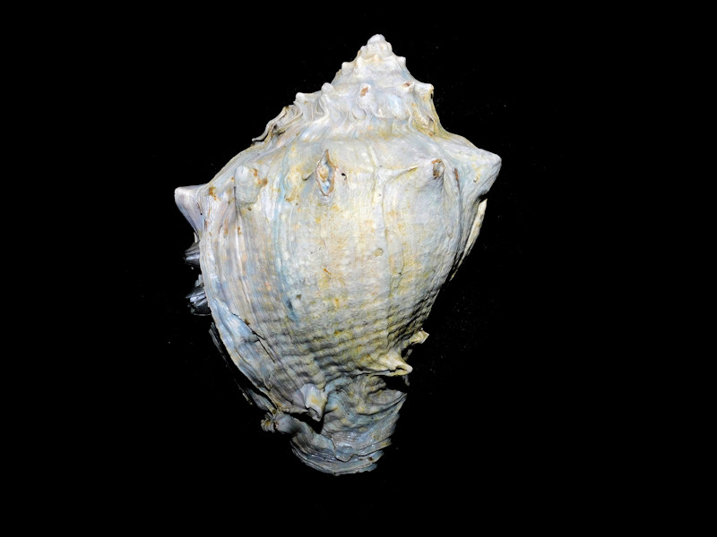 Melongena cannoni 6 ¼” 165.85mm. "Gigantic"#800016 Melongena cannoni 6 ¼” 165.85mm. "Gigantic"#800016