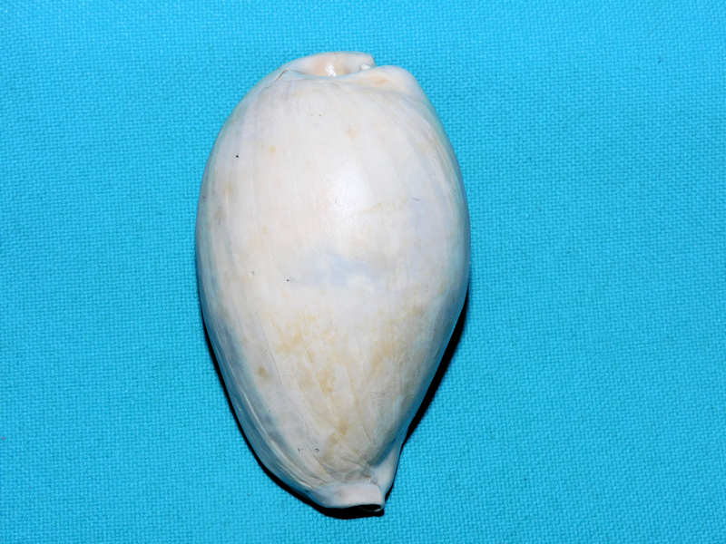 Siphocypraea daughenbaughi 2 ¾” or 68.14mm."Golden Gate"#17117 Siphocypraea daughenbaughi 2 ¾” or 68.14mm."Golden Gate"#17117