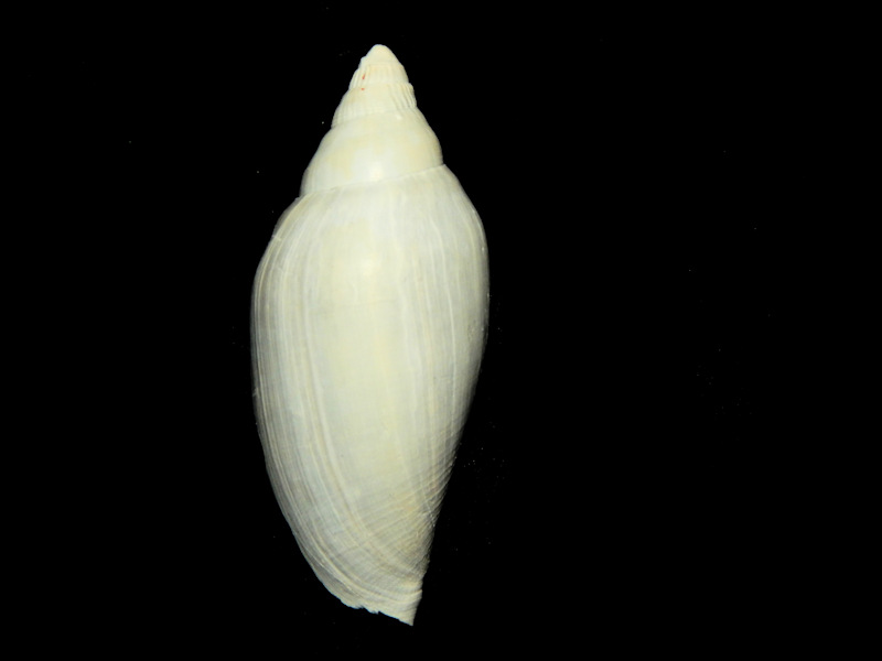 Scaphella capelettii 2 7/8”-Holey Land Member-Lot#16060 Scaphella capelettii 2 7/8”-Holey Land Member-Lot#16060