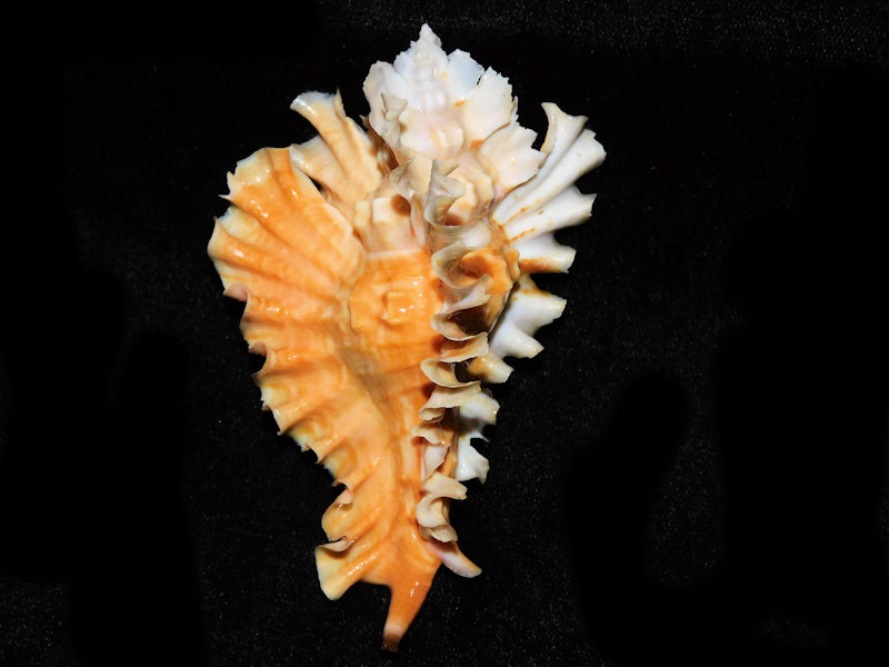 Timbellus phyllopterus 3 3/8” or 82.81mm. "LG Orange" #700402 Timbellus phyllopterus 3 3/8” or 82.81mm. "LG Orange" #700402