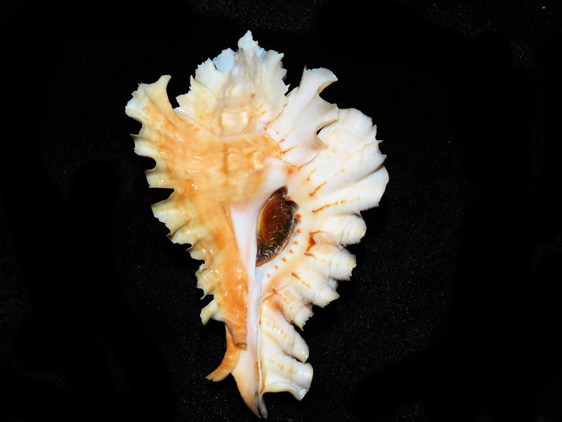 Timbellus phyllopterus 3 3/8” or 82.81mm. "LG Orange" #700402