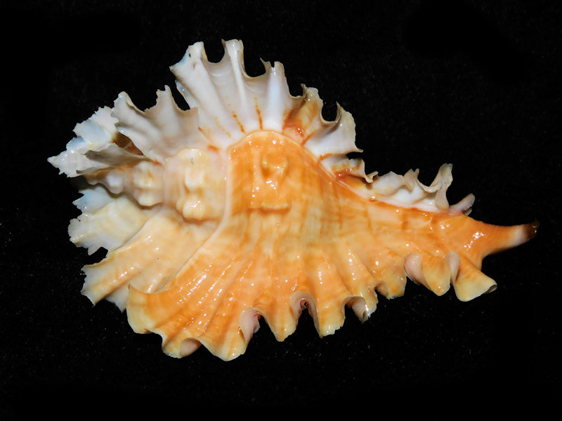 Timbellus phyllopterus 3 3/8” or 82.81mm. "LG Orange" #700402