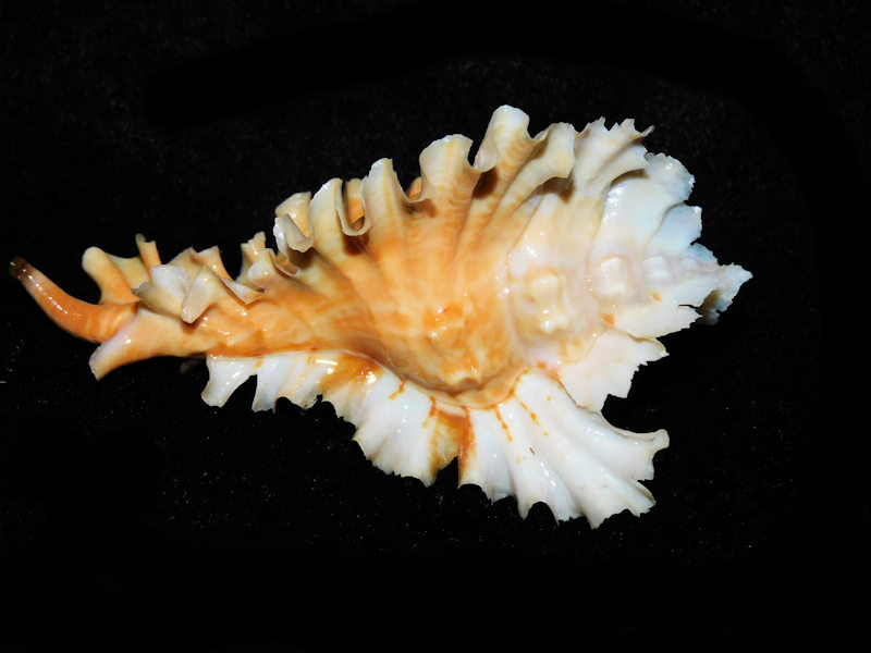 Timbellus phyllopterus 3 3/8” or 82.81mm. "LG Orange" #700402