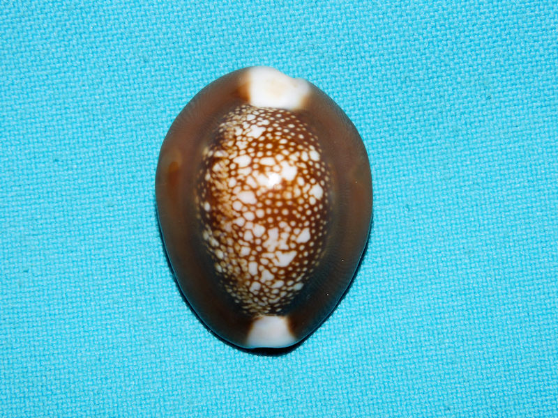 Monetaria caputserpentis 33.73mm.South Africa Lot#16843 Monetaria caputserpentis 33.73mm.South Africa Lot#16843