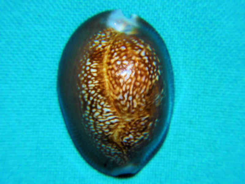 Monetaria caputdraconis 1 ½” or 34. 87mm."Large Beauty" Easter Island" LOT#901210JB (image for) Monetaria caputdraconis 1 ½” or 34. 87mm."Large Beauty" Easter Island" LOT#901210JB