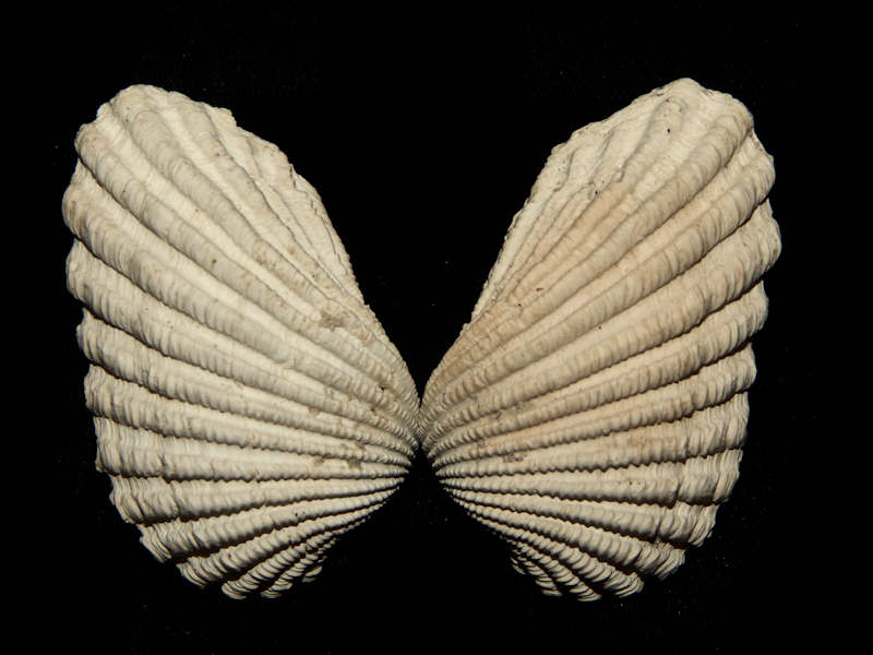Carditamera floridana 2" or 51.65mm.-EX-LG PBA-Lot#15723 Carditamera floridana 2" or 51.65mm.-EX-LG PBA-Lot#15723