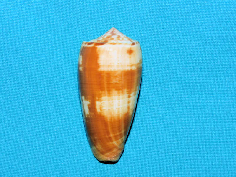 Pionoconus magus carinatus 2 1/8” - Batam Indonesia Lot#16860 Pionoconus magus carinatus 2 1/8” - Batam Indonesia Lot#16860