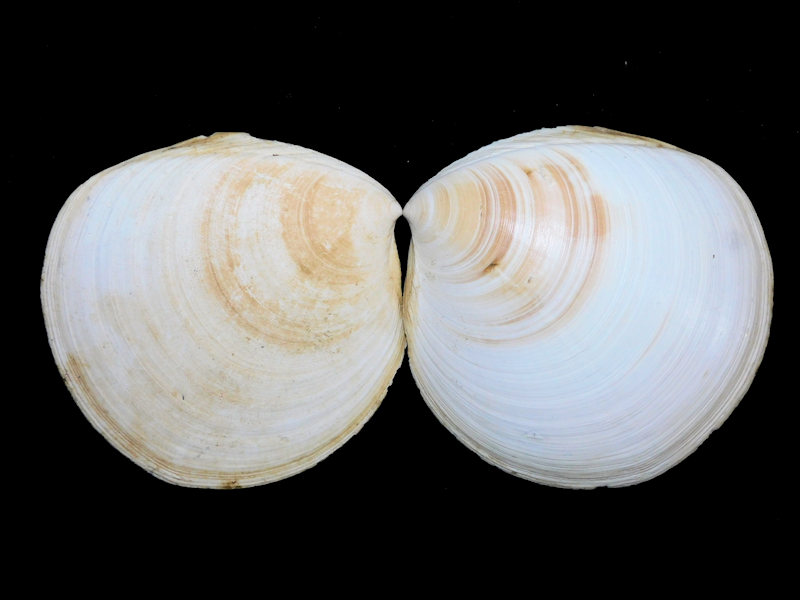 Miltha carmenae 3 1/2” & 85.87mm."Superb"#16982 Miltha carmenae 3 1/2” & 85.87mm."Superb"#16982