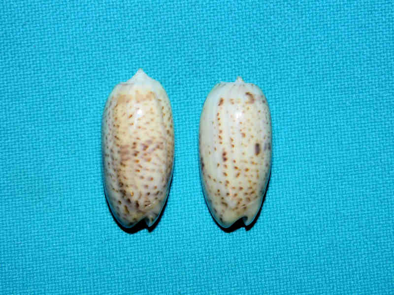 Oliva (Oliva) caroliniana(2) 27.80mm & 25.99mm. Tulear #17384