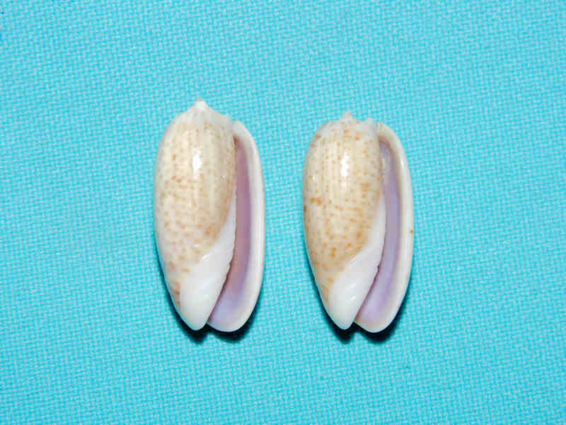 Oliva (Oliva) caroliniana(2) 27.80mm & 25.99mm. Tulear #17384