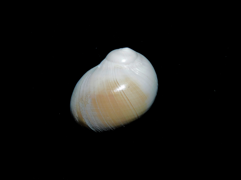 Polinices caroliniana 23.27mm. "Golden Gate" #17244 Polinices caroliniana 23.27mm. "Golden Gate" #17244