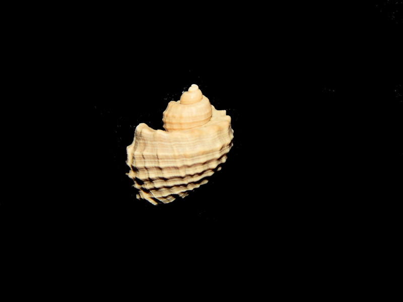Trigonostoma (Ventrilia) carolinensis 13.03mm-Lot#16186 Trigonostoma (Ventrilia) carolinensis 13.03mm-Lot#16186