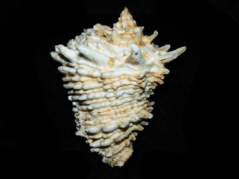 Vasum cassiforme 3 ¾” or 94.68mm. "Gorgeous" #700318 Vasum cassiforme 3 ¾” or 94.68mm. "Gorgeous" #700318