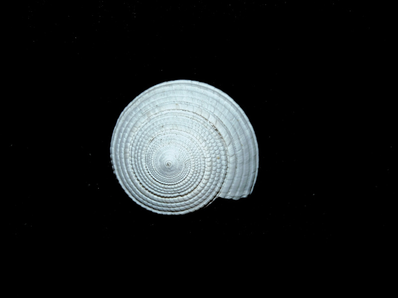 Architectonica catanesei 1 1/8” or 27.71mm."Choice" #700563 Architectonica catanesei 1 1/8” or 27.71mm."Choice" #700563