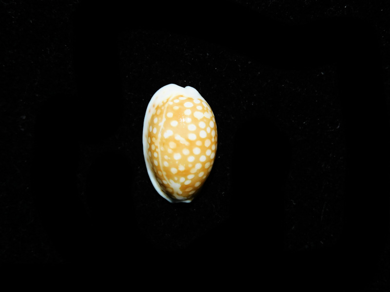 Cribrarula catholicorum 18.88mm."Ex-LG Rare" #700105 Cribrarula catholicorum 18.88mm."Ex-LG Rare" #700105