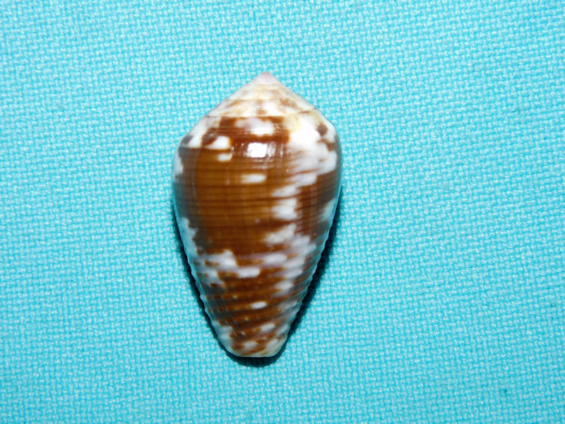 Pionoconus catus 1 1/8” or 27.05mm. Apra Harbor Lot#16845 Pionoconus catus 1 1/8” or 27.05mm. Apra Harbor Lot#16845