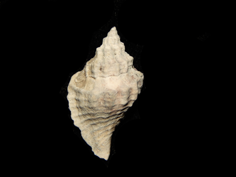 Eupleura caudata 24.45mm.-Ft Denaud-Lot#14271 Eupleura caudata 24.45mm.-Ft Denaud-Lot#14271