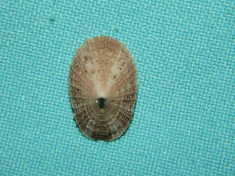 Diodora cayenensis 17.73mm-with color-Belle Glade-Lot#15262 Diodora cayenensis 17.73mm-with color-Belle Glade-Lot#15262